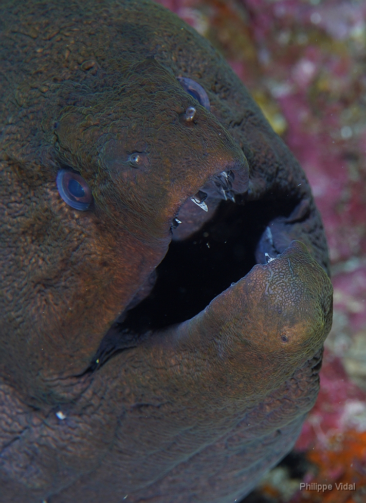 Birmanie - Mergui - 2018 - DSC03272 - Giant moray - Murene Javanaise - Gymnothorax javanicus.jpg